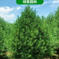 公司承接城市公园景观绿化工程